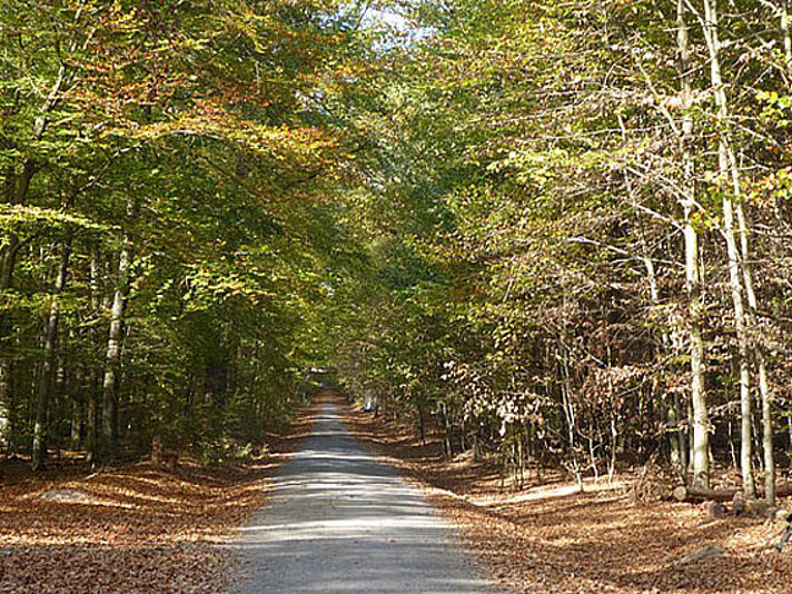 Waldweg im Herbst mit Laub am Boden