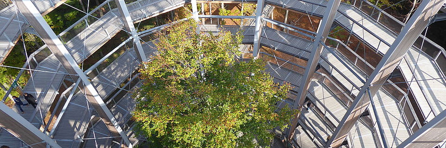 Baum in einem Baumwipfelaufstieg