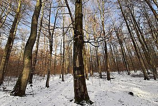 Bäume im Winter auf schneebedeckter Fläche