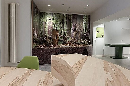 Sitzegruppe mit Ausstellungsstück zum Thema Buchenwälder im Hintergrund